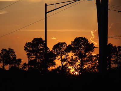[The sky is a sea of yellow-gray except near the horizon where it is bright yellow. The significant light in the sky backlights all the pine trees and light poles in the foreground highlighting their outlines including the individual needles on the trees.]